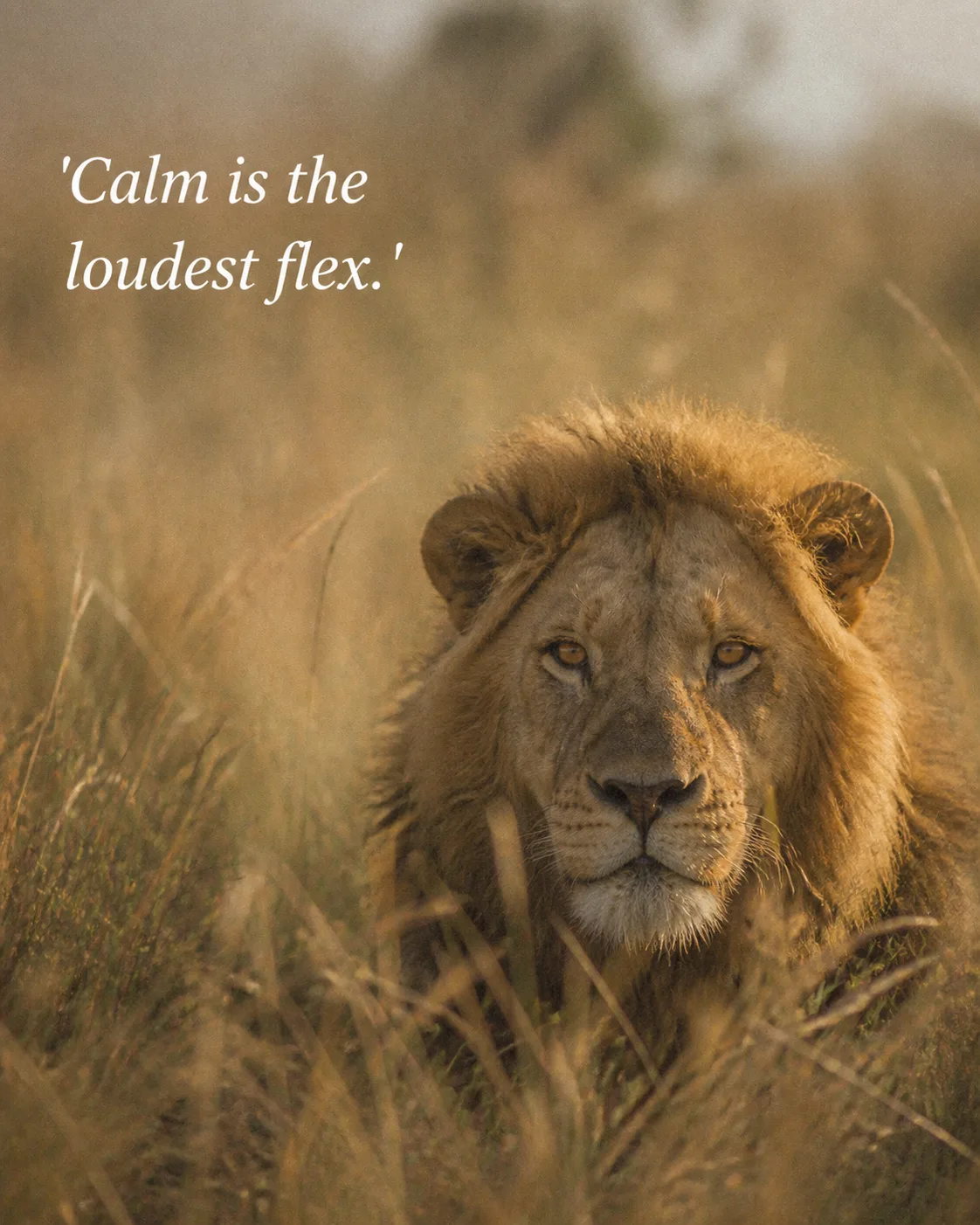Calm Lion Quote Instagram Post