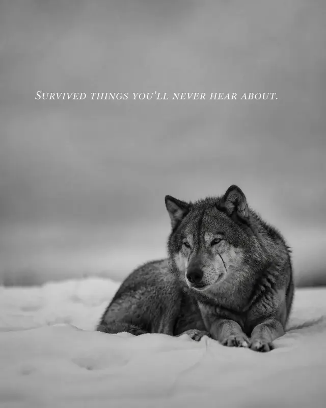 Scarred Wolf Snow Quote Instagram Post