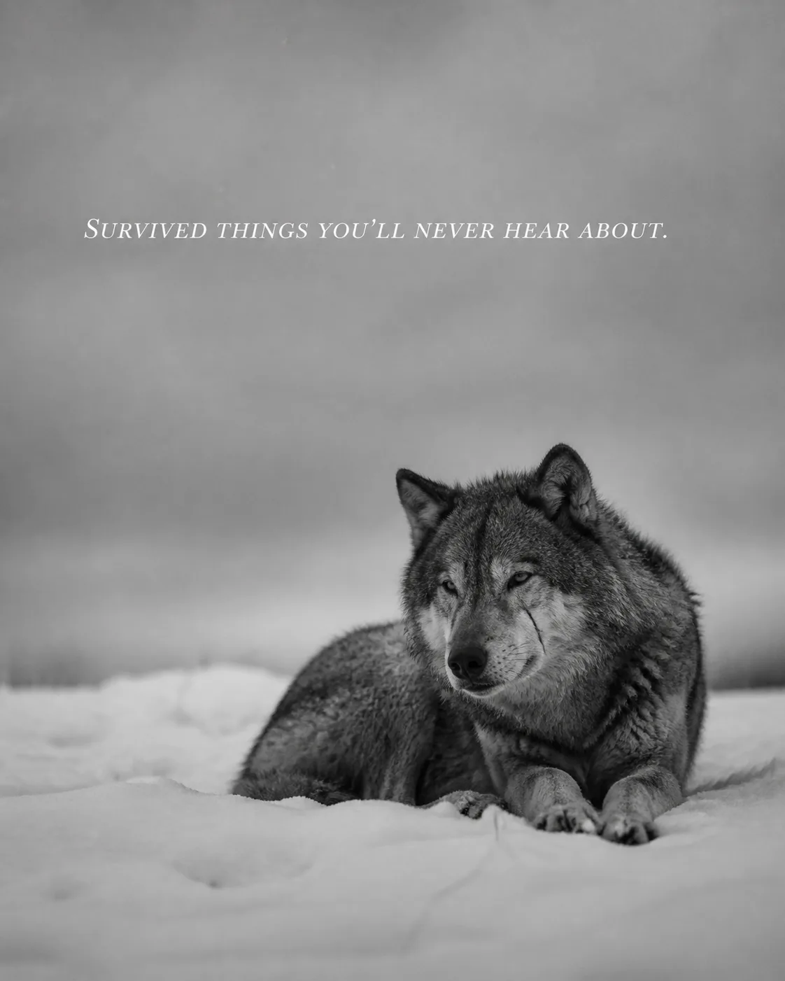 Scarred Wolf Snow Quote Instagram Post
